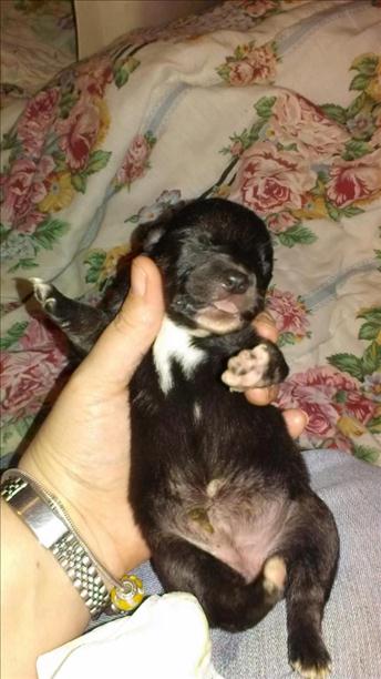 Southern Souls Animal Rescue